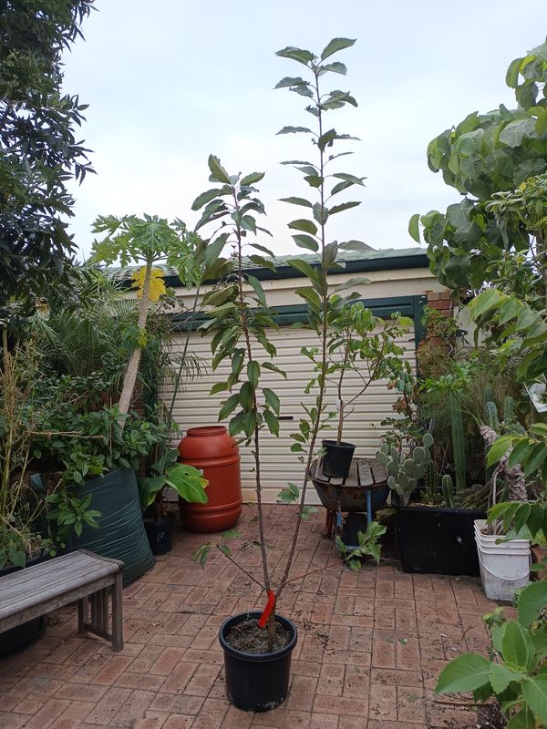 Minnie Royal and Crimson Royal Double Grafted Cherry Tree