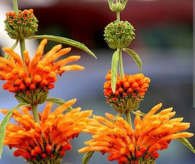 Lion&#39;s Tail