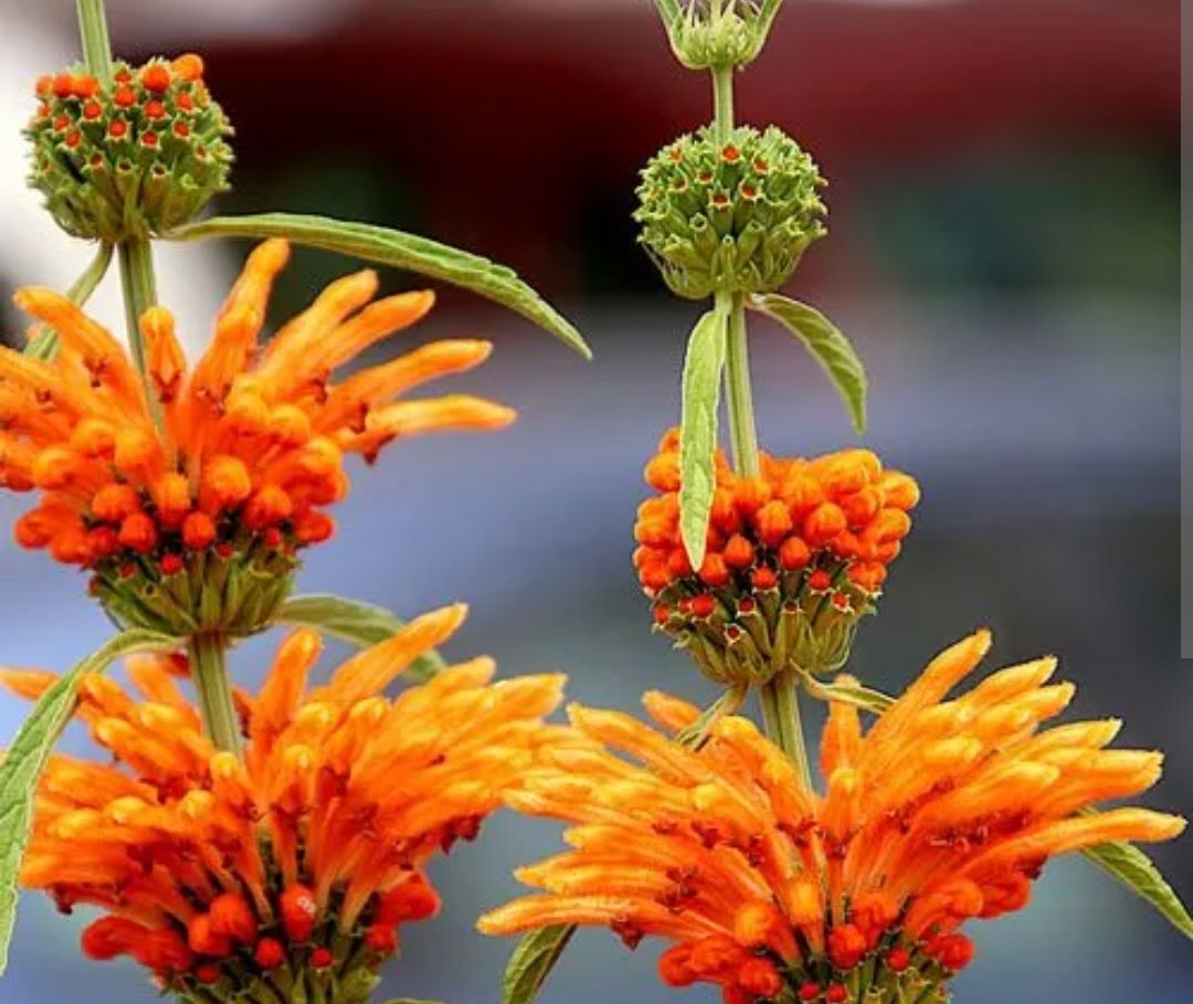 Lion&#39;s Tail