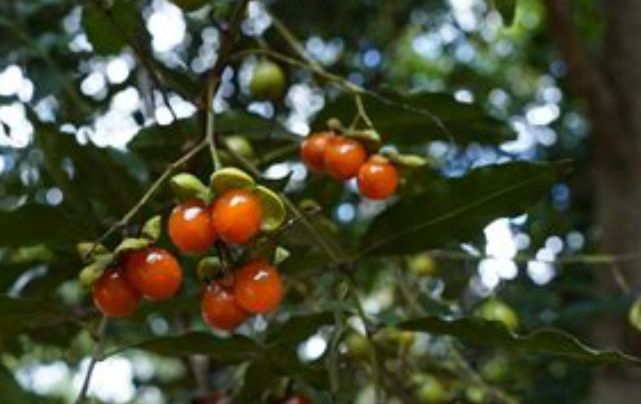 Corduroy Tamarind