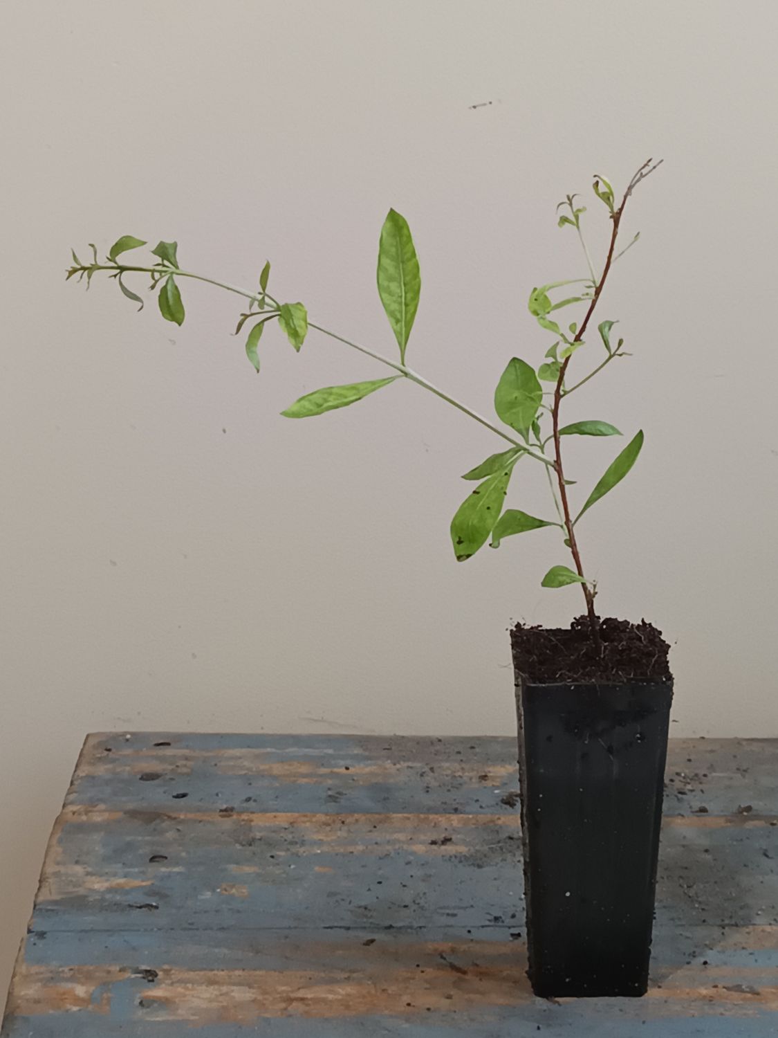 Henna Plant extra small