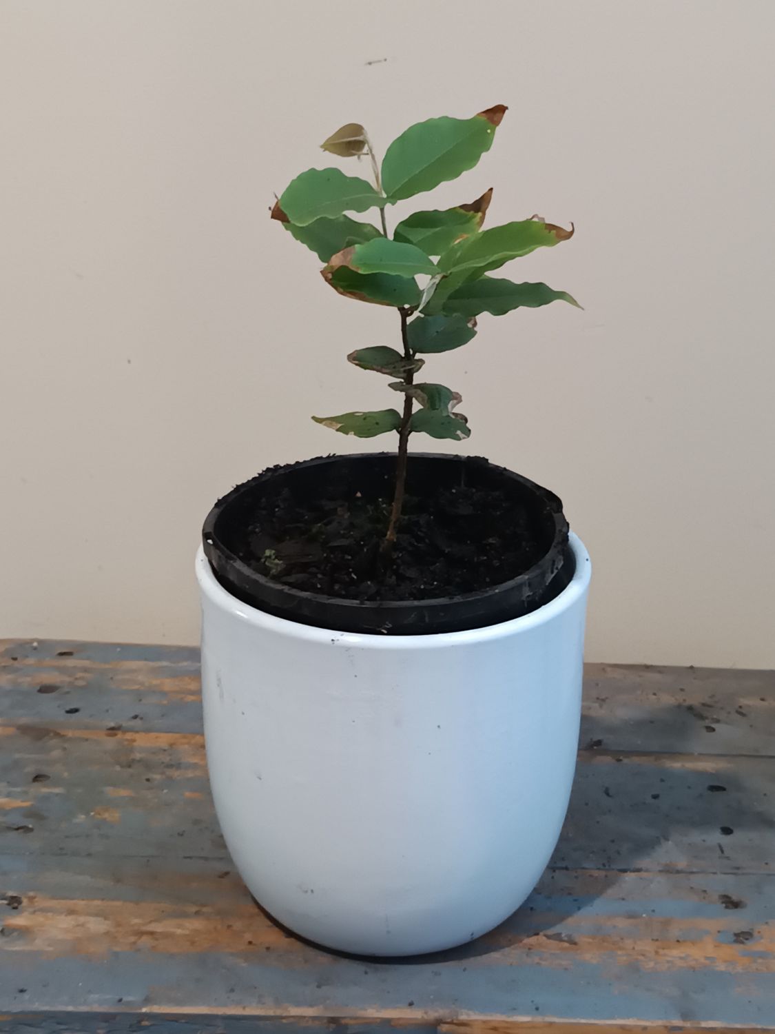 Flaming Crimson Jaboticaba 