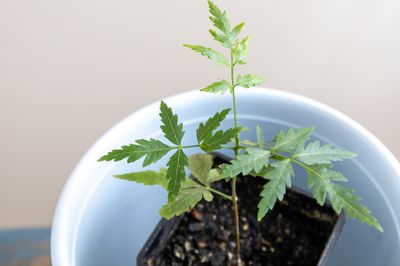 Neem, Indian