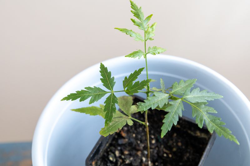 Neem, Indian