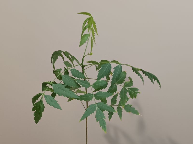 Neem, Indian