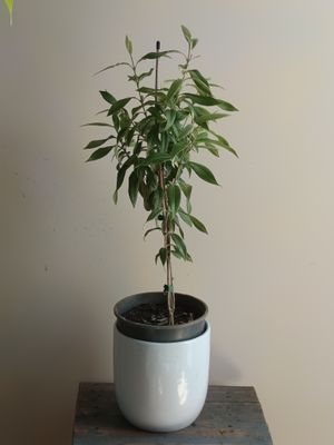 Lemon Myrtle