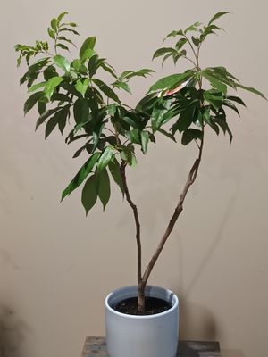 Fay Zee Siu Lychee