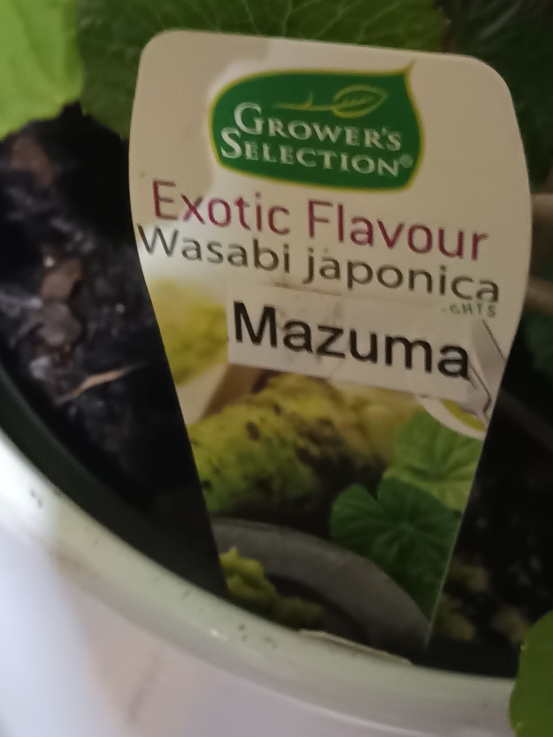 Wasabi  - Mazuma