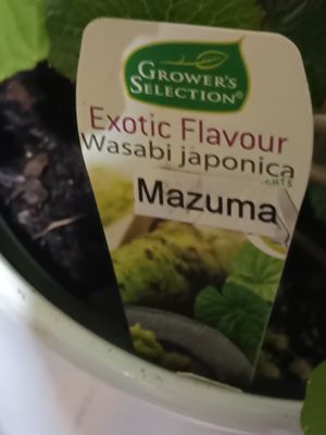 Wasabi  - Mazuma