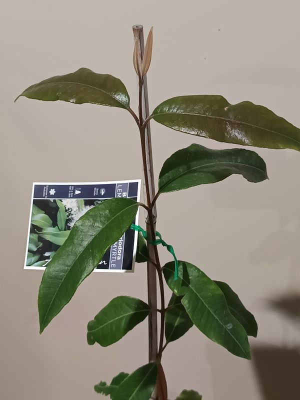 Lemon Myrtle