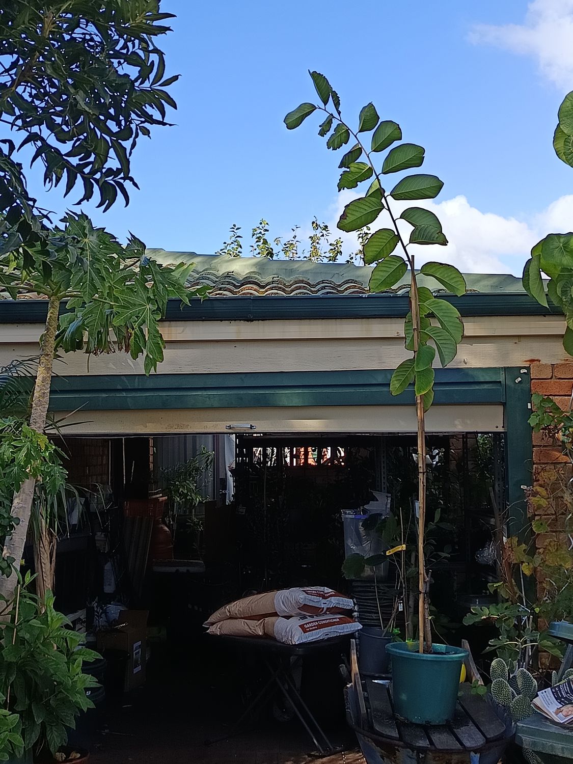 Custard Apple -Paxton Prolific