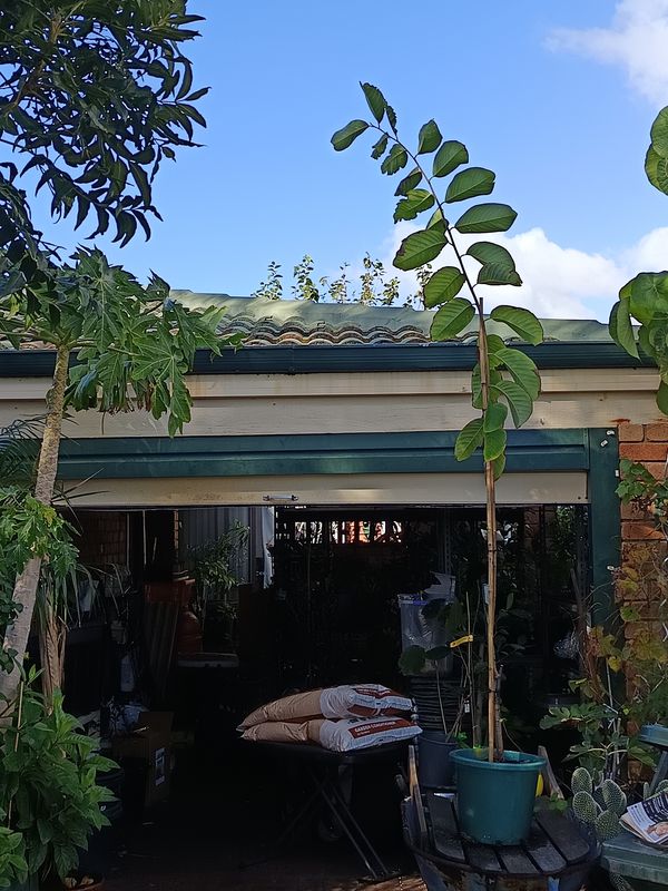 Custard Apple -Paxton Prolific