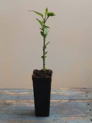 Pepino, Cameron Apple
