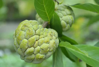 Custard apple or similar