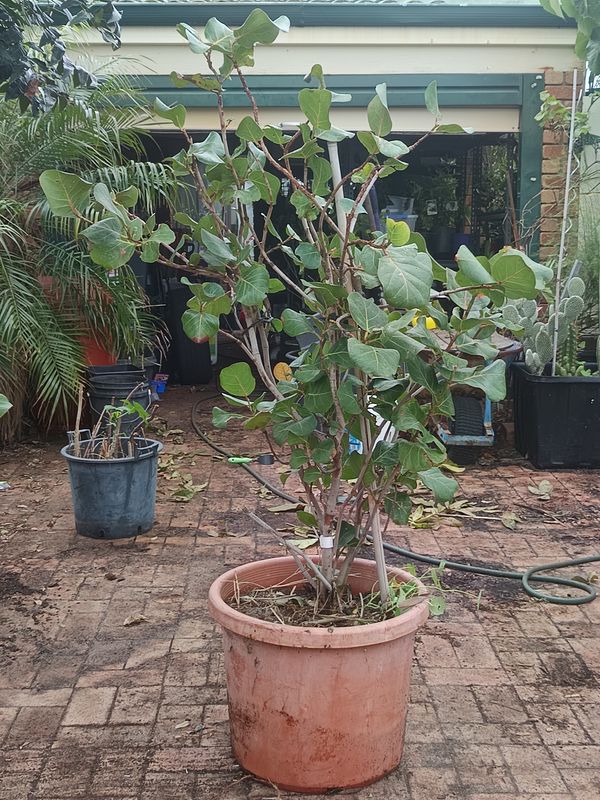 Coccoloba uvifera - Seagrapes mature