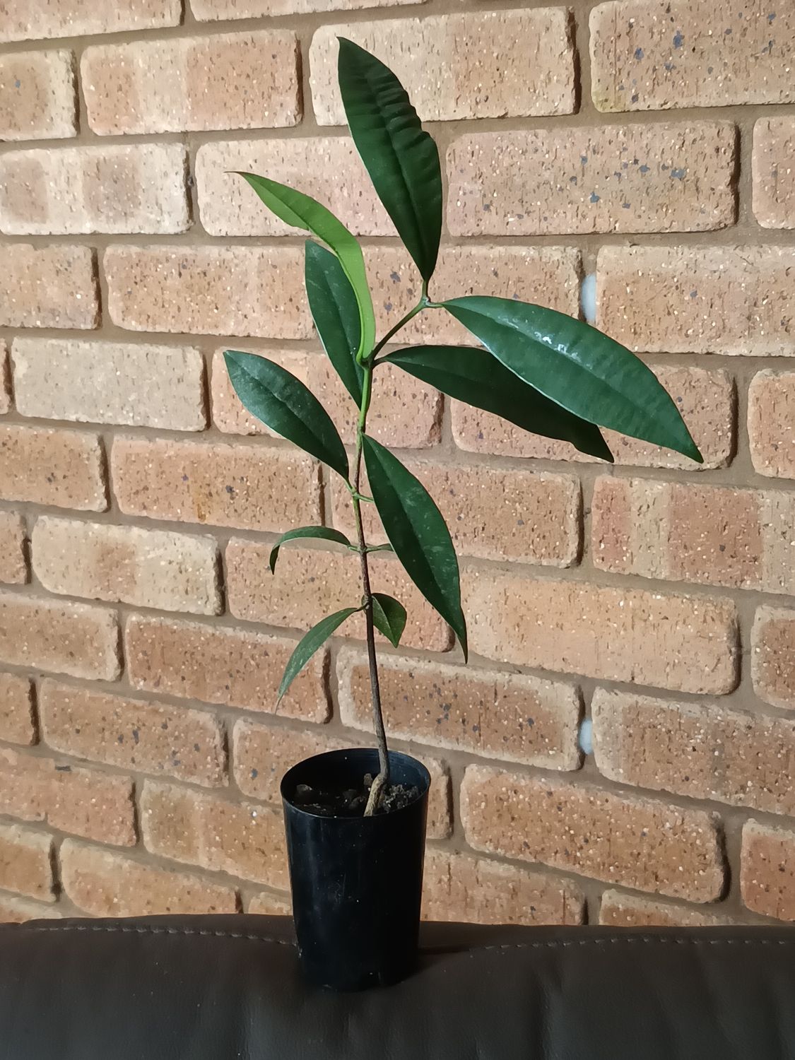 Garcinia warrenii