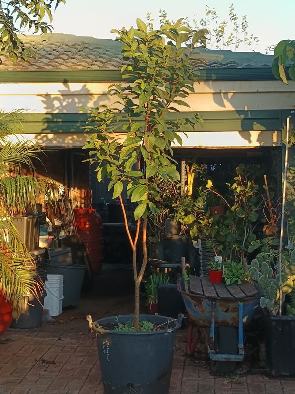 Guava - Malaysian White