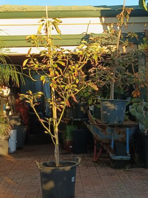 Avocado Fuerte