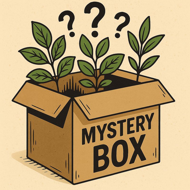 Collectors Secret Box -  $60 per mystery plant