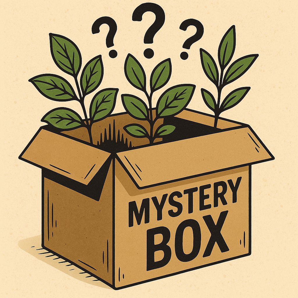 $500 Mystery Box 