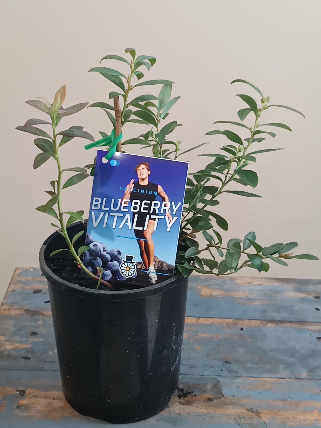 Blueberry Vitality