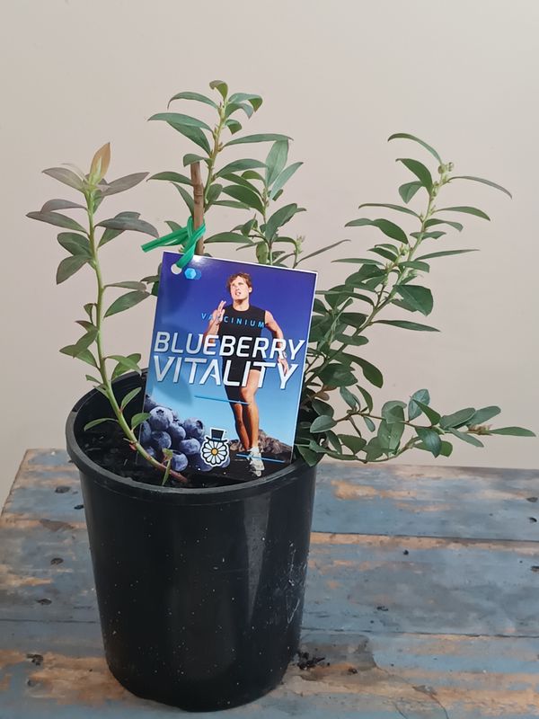 Blueberry Vitality