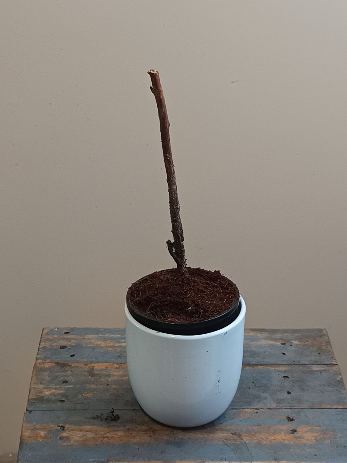 Raspberry Heritage