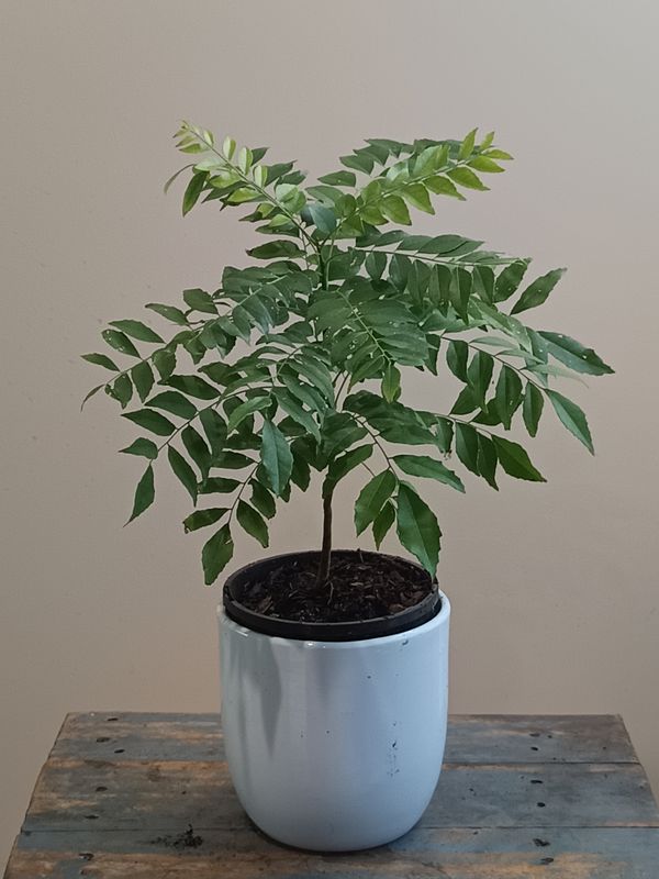 Curry leaf