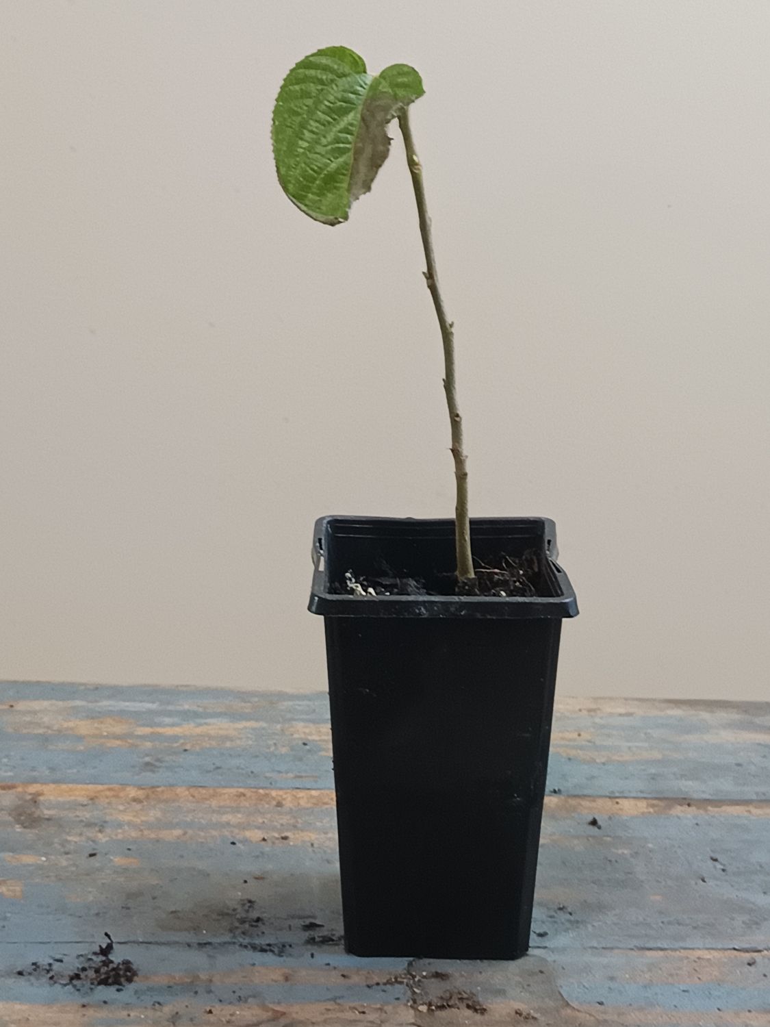 Japanese Raisin Tree