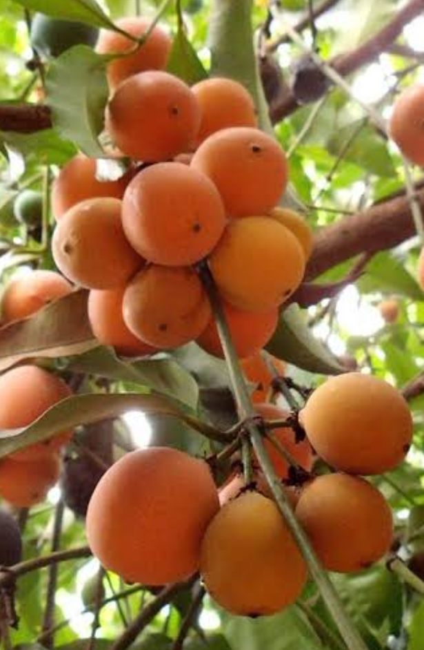 Orange Tangosteen