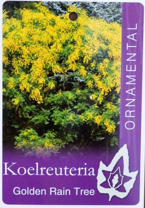 Golden Rain Tree