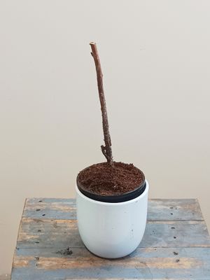 Raspberry, Autumn Bliss Mature Cane