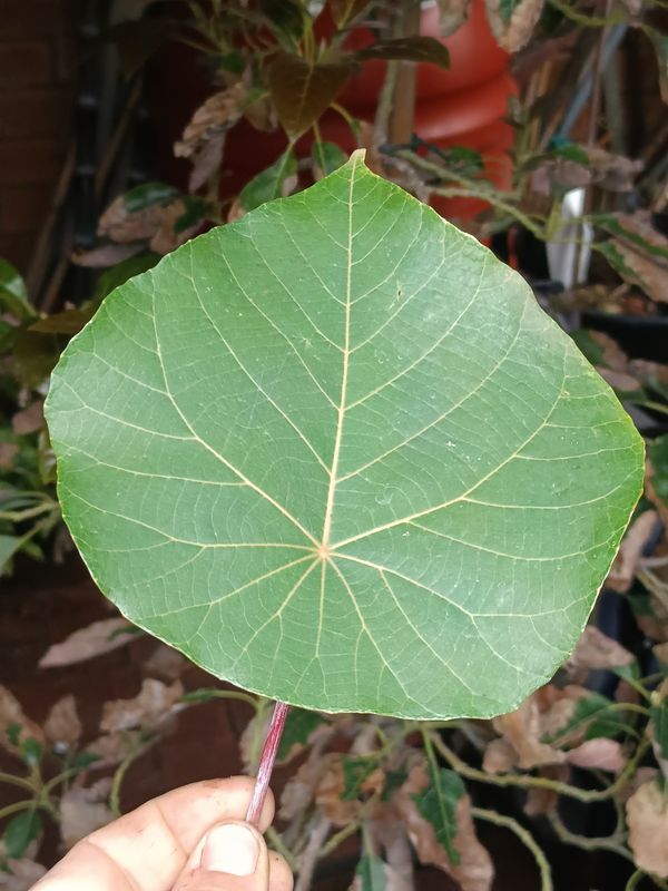 Parasol Tree
