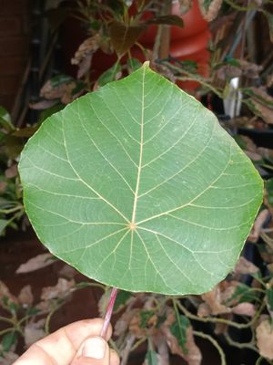 Parasol Tree