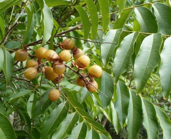 Soapnut, (Reetha or Ritha)