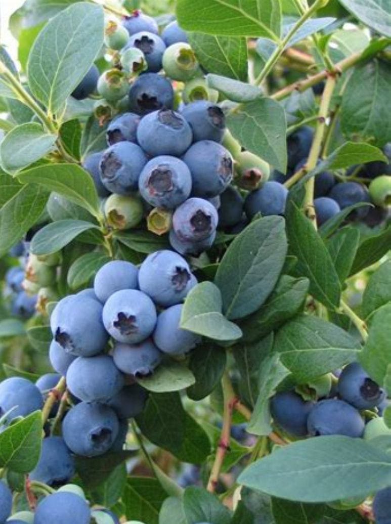 Sunshine Blueberry