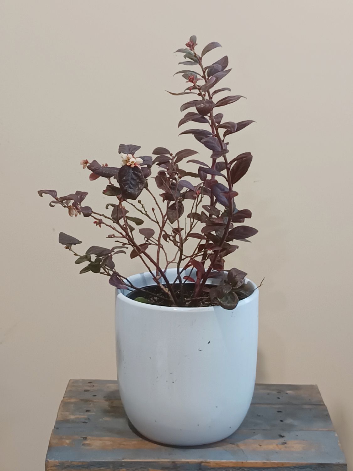 Pink Icing Blueberry