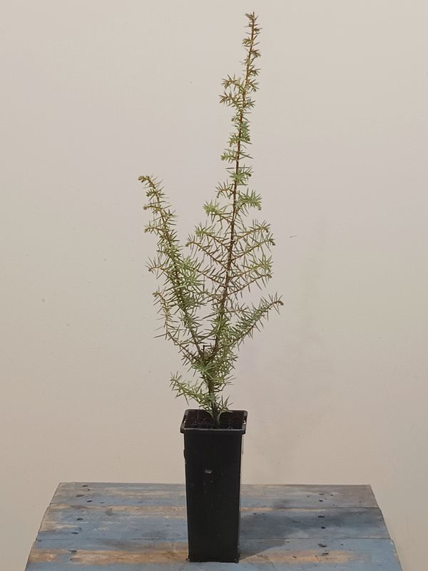 Juniper Berry