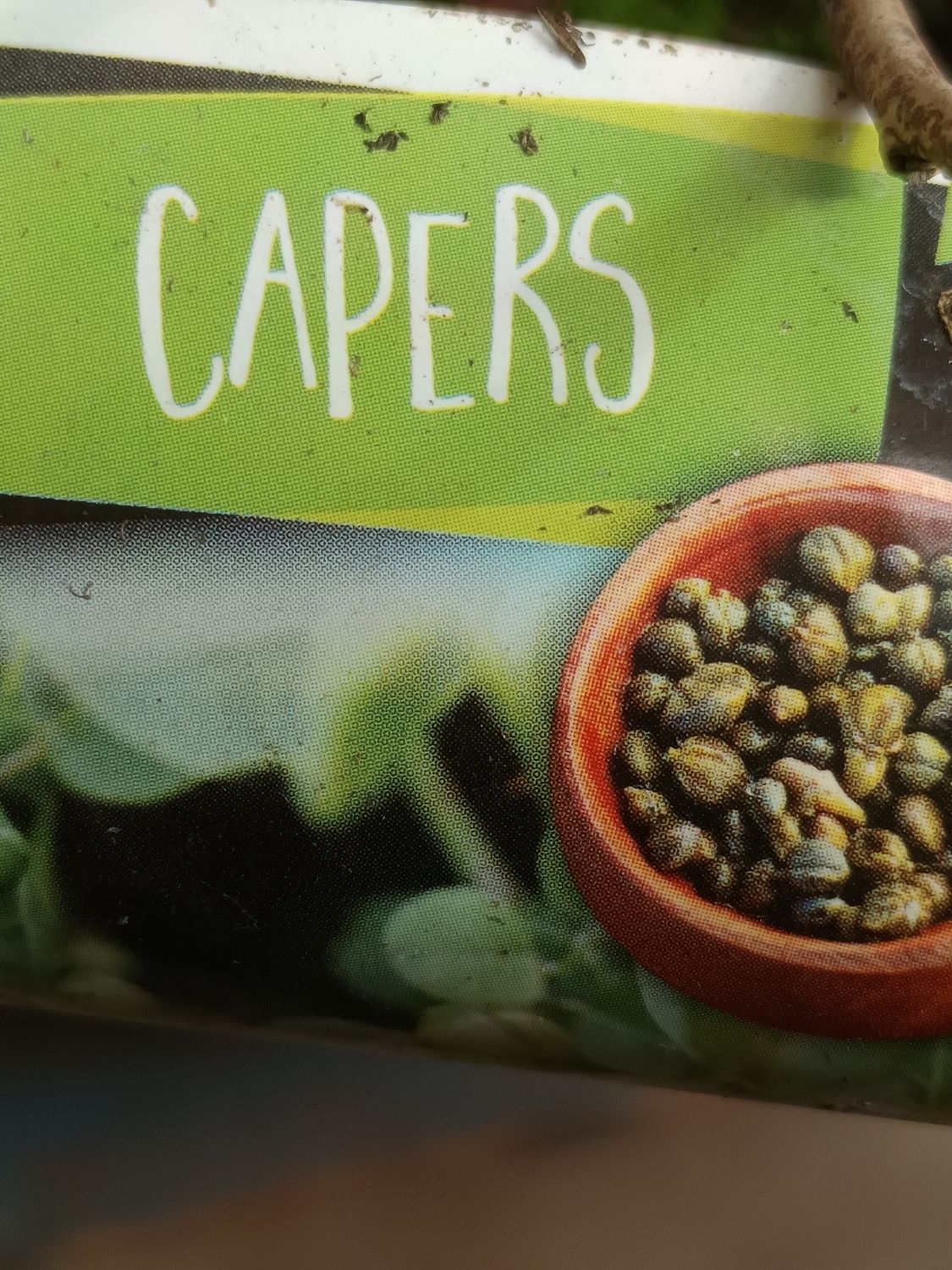 Caper Bush