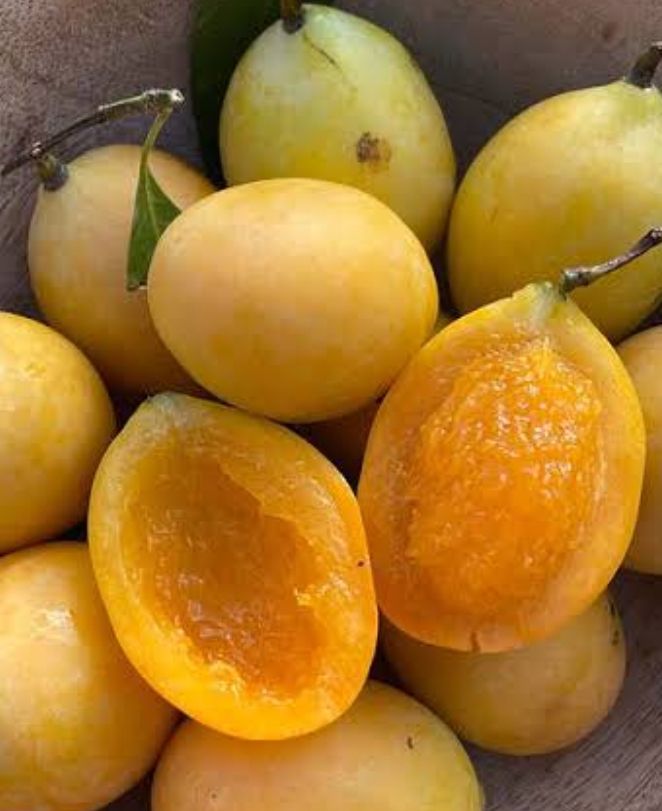 Maprang, Mango Plum