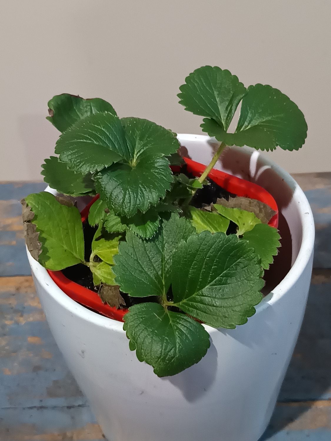 Strawberry X 3 🍓