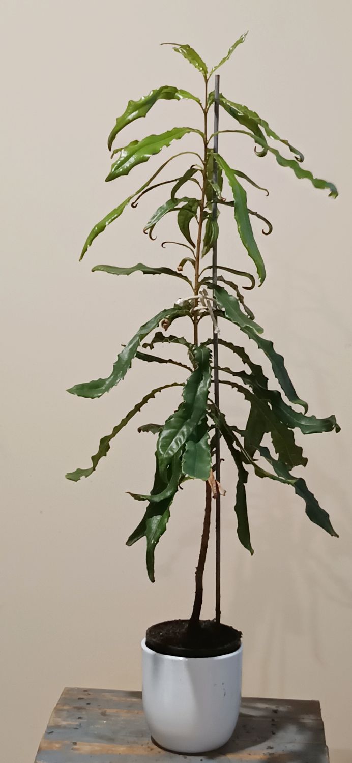 Macadamia