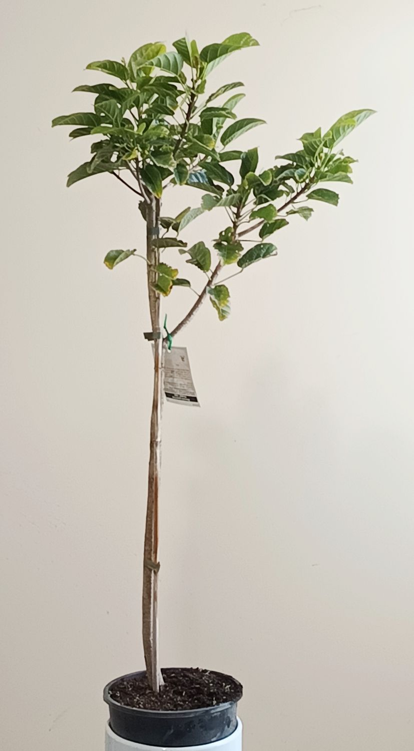 Peanut Tree