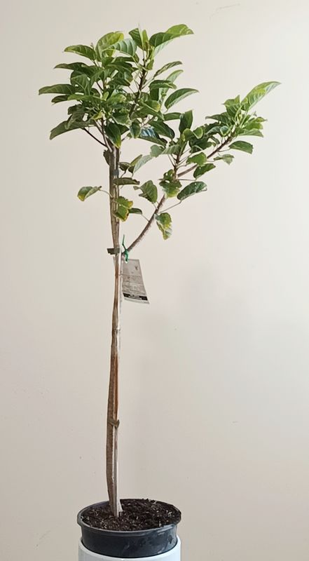 Peanut Tree