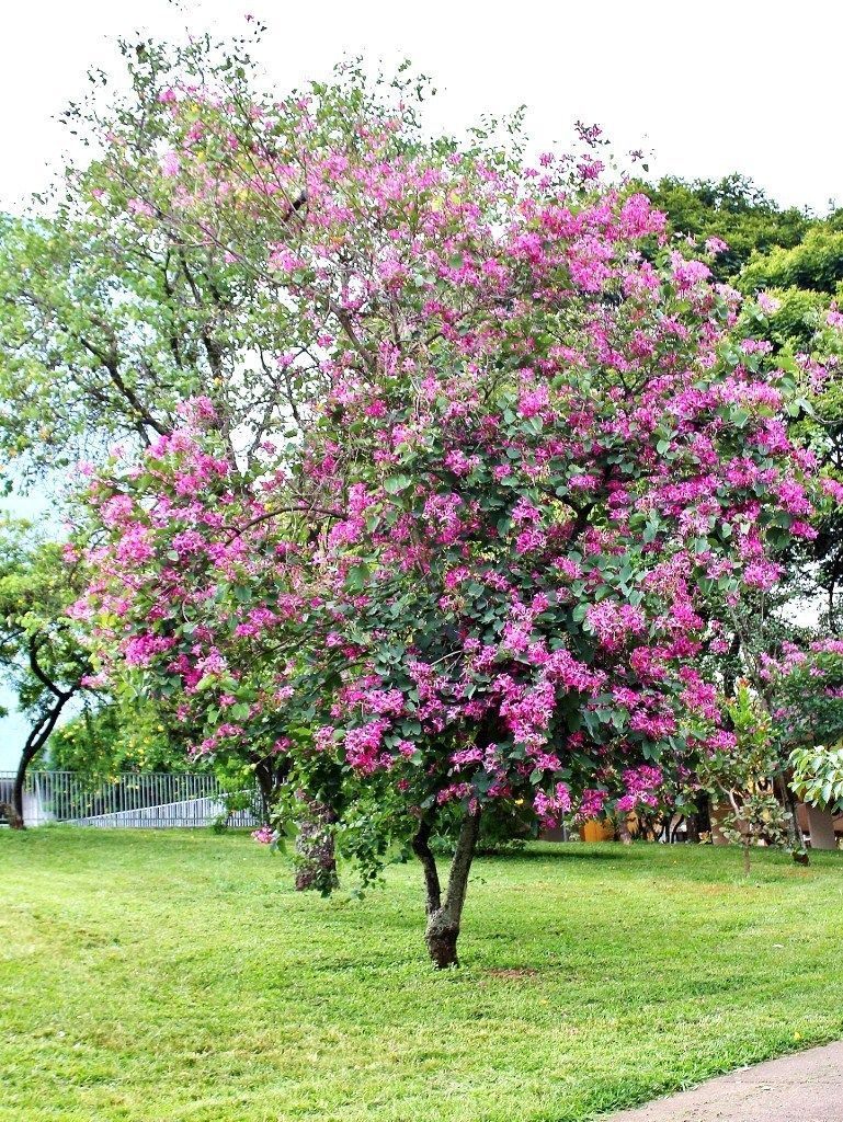 Purple Orchid Tree / Kachnar