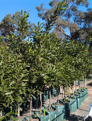 Macadamia - grafted