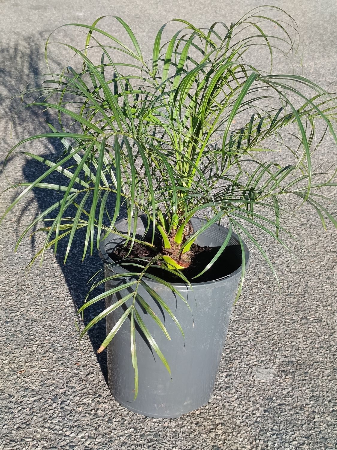 Dwarf Date Palm