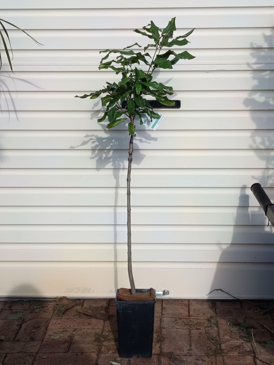 Macadamia Grafted - A203
