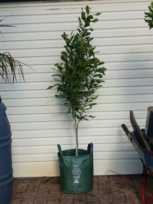 Macadamia Mature Seedling