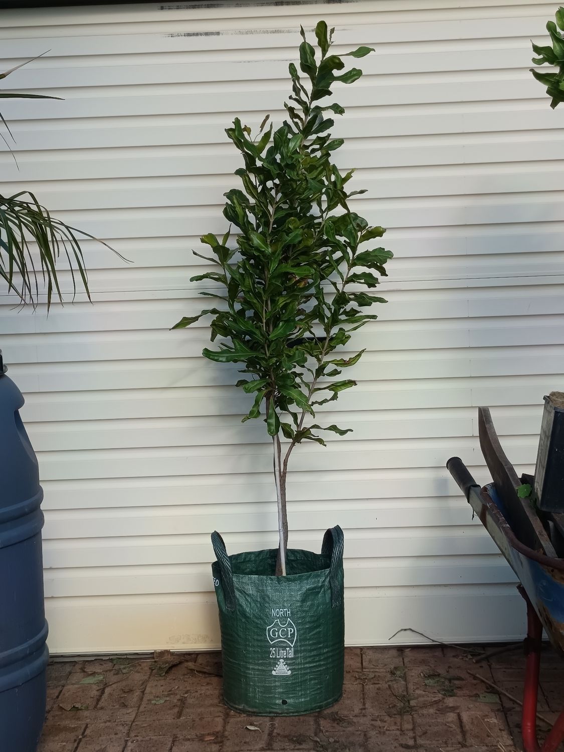 Macadamia Mature Seedling